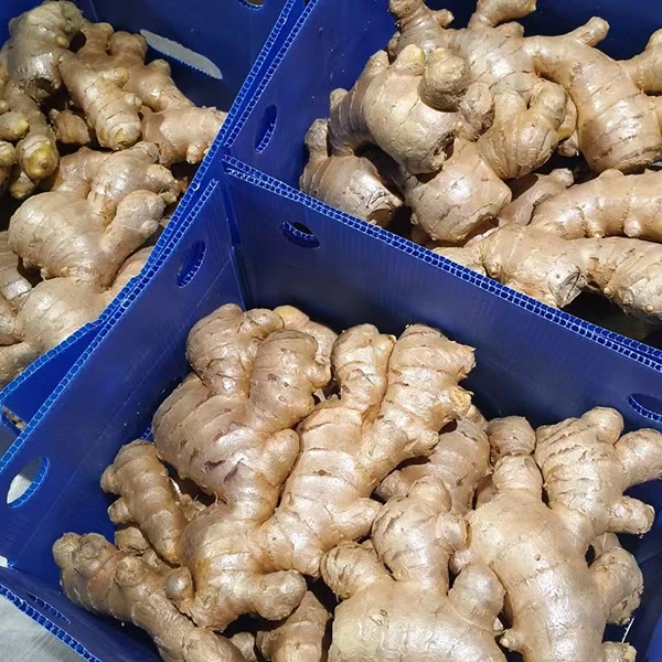 Fresh Ginger Market-ek kalitatearen hobekuntza hartzen du