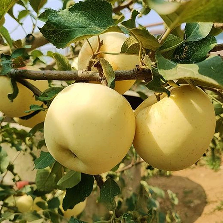 Golden Delicious Sagar freskoak