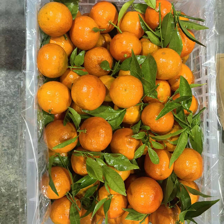 Mashui mandarin freskoa