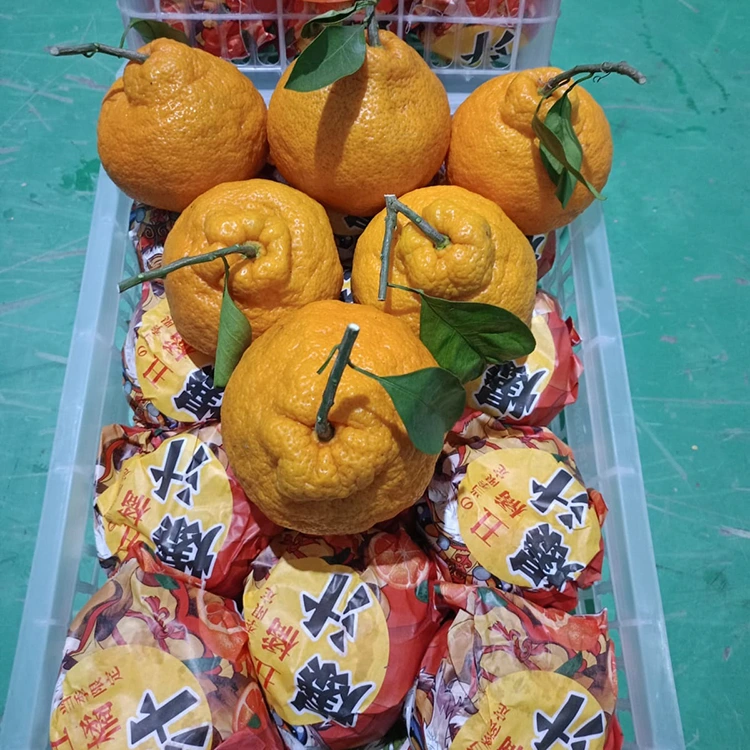 Shiranui mandarin freskoa