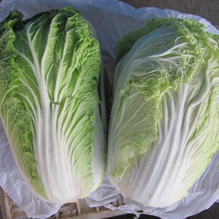 Garden Fresh Chinese Cabbage
