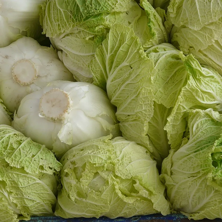 Garden Fresh Chinese Cabbage