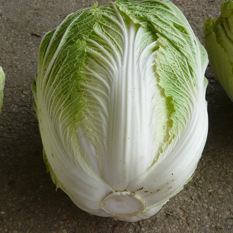 Garden Fresh Chinese Cabbage
