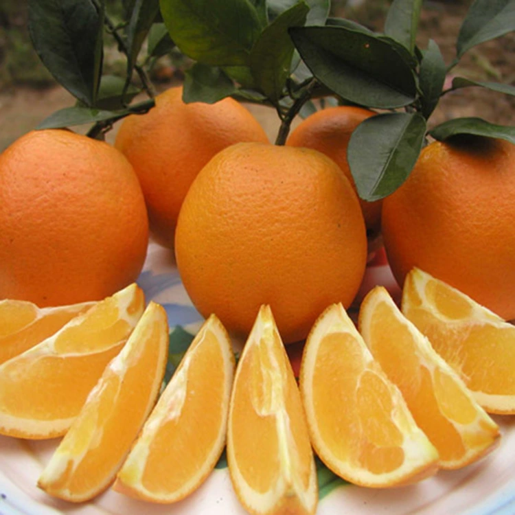 Zilbor-laranja gozo gozo freskoak