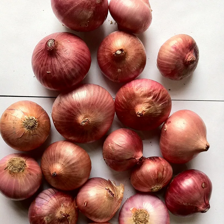 Premium Tipula Gorri Freskoa