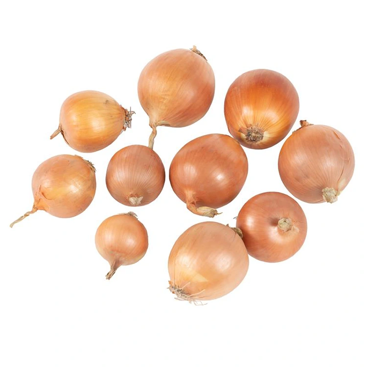Premium tipula horia freskoa