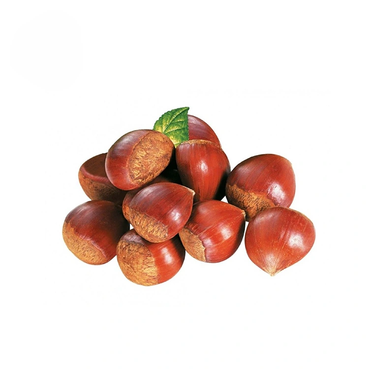 Premium Kalitate Gaztainak