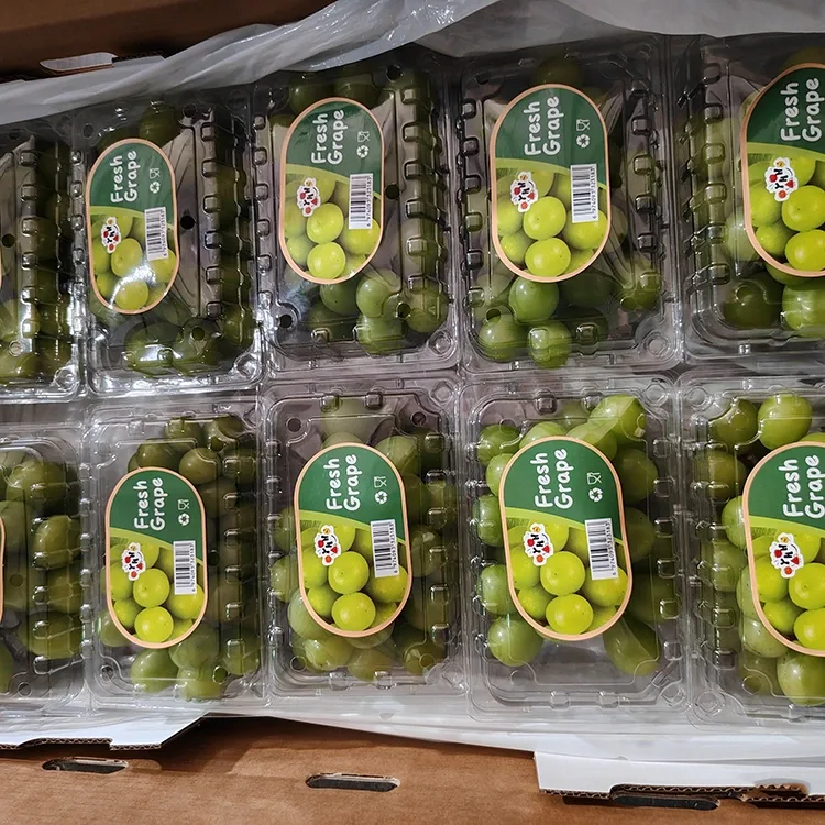 Distira Fresko Muscat Mahats Hautatuak