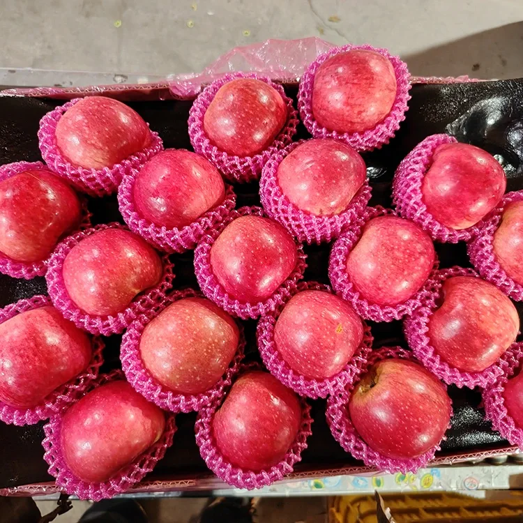 Goi mailako Jiguan Sagarrak